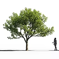 Large Shady Tree With Lush Green Leaves And Person Silhouette Walking Beside