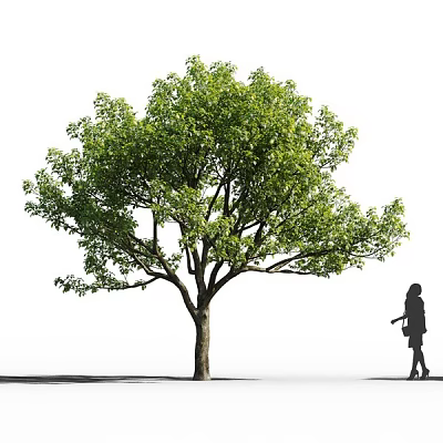 Large Shady Tree With Lush Green Leaves And Person Silhouette Walking Beside 3d model