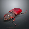 Shiny Red And Black Beetle With Dark Head And Legs On Dark Background