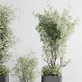 Garden Ornamental Greenery With Various Sizes Potted Plants And Black Textured Square Pots