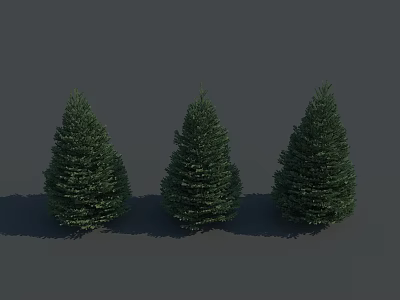 Three Green Evergreen Trees With Dense Foliage Neatly Arranged Against Gray Background 3d model