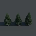 Three Green Evergreen Trees With Dense Foliage Neatly Arranged Against Gray Background
