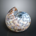 Natural Decorative Seashell as Daily Life Item with Spiral Shape and Colorful Patterns