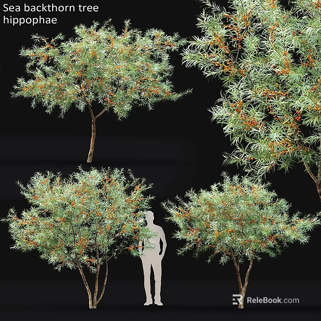 Ornamental Garden Trees Featuring Green Leaves Orange Fruits And Human Silhouette Size Guide 3d model 