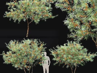 Ornamental Garden Trees Featuring Green Leaves Orange Fruits And Human Silhouette Size Guide 3d model