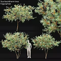 Ornamental Garden Trees Featuring Green Leaves Orange Fruits And Human Silhouette Size Guide