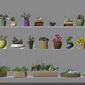 Diverse Colorful Succulent Plants Collection On Wooden Shelves With Decorative Pots