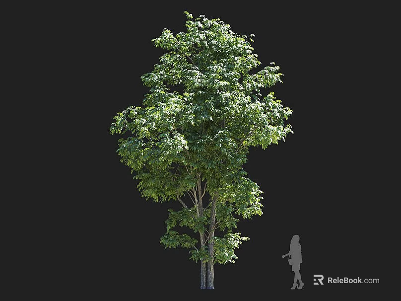 Tall Arbor Tree With Lush Green Foliage Dual Trunks And Human Silhouette For Scale 3d model 