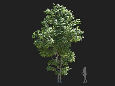 Tall Arbor Tree With Lush Green Foliage Dual Trunks And Human Silhouette For Scale 3d model