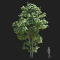 Tall Arbor Tree With Lush Green Foliage Dual Trunks And Human Silhouette For Scale