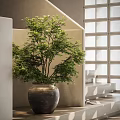 Elegant Bonsai Potted Plant With Lush Green Leaves In Ceramic Pot For Modern Interior