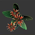 Green Aloe Plant With Red Flowers Blooming On Gray Studio Background