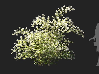 Shrubs Hushi Flowering Shrubs White Flowering Shrubs Ornamental Shrubs Landscape Shrubs Courtyard Shrubs Garden Shrubs Small Trees Flowering Trees 3d model