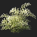 Shrubs Hushi Flowering Shrubs White Flowering Shrubs Ornamental Shrubs Landscape Shrubs Courtyard Shrubs Garden Shrubs Shrubs Small Trees Flowering Trees 3d model