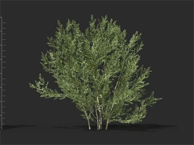 Lush Green Shrub With Dense Foliage For Outdoor Landscape Decoration 3d model