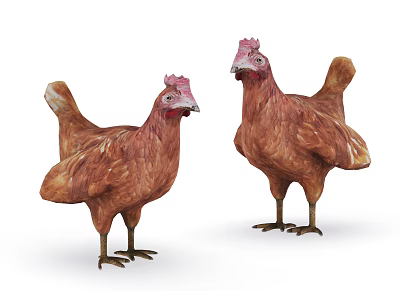 Two Brown Chickens Standing Together With Red Combs And Feathered Bodies On White Background 3d model