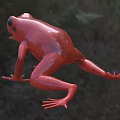 Red Aquatic Frog Displaying Open Mouth In Natural Grass Habitat