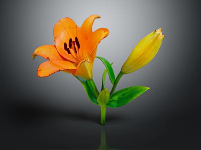 Orange Lily Flower With Yellow Bud Green Leaves And Stem Against Gray Background 3d model