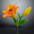 Orange Lily Flower With Yellow Bud Green Leaves And Stem Against Gray Background