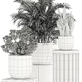 Bonsai Potted Plants with Various Green Foliage Geometric Patterned Black White Gold Pots Wooden Stands