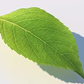 Vibrant Fresh Green Leaf With Clear Vein Pattern On White Background