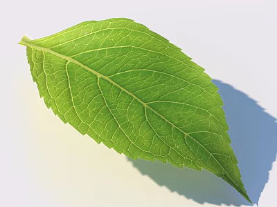 Vibrant Fresh Green Leaf With Clear Vein Pattern On White Background 3d model