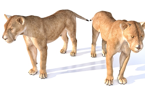 female lion animal 3d model