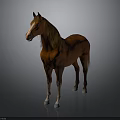 Brown Horse With Golden Mane White Muzzle And Light Colored Hooves Standing Against Gray Background