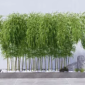Lush Bamboo With Green Leaves Tall Stems And White Pebbles Gray Stone Decor