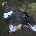 Steller's Sea Eagle With Black White Feathers Yellow Beak Orange Talons In Natural Habitat