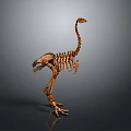 Brown Dinosaur Skeleton Model Display With Long Neck And Gray Gradient Background 3d model