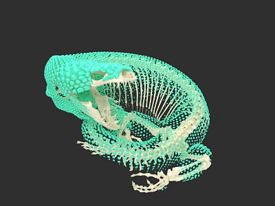 Digital Green Reptile 3D Model With Skeleton Structure And Mesh Details 3d model