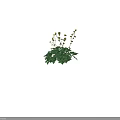 Beautiful Fresh Yellow Flowers with Green Leaves and Tall Natural Stems