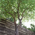 Lush Green Leafy Tree With Brown Trunk Against Wooden Fence