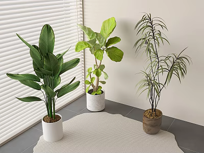 Indoor Bonsai Potted Plants With Green Leaves In Various Pots Near Window On Carpet 3d model