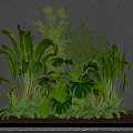 Lush Green Plants On Wooden Tray Against Gray Wall With Monstera Ferns And Large Leaves