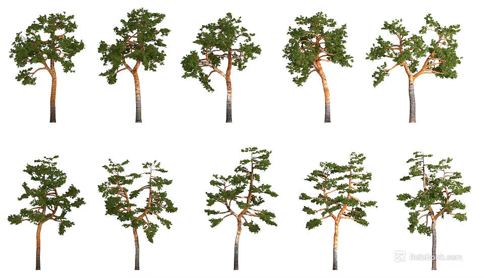 Various Arbor Varieties With Green Foliage And Natural Trunk Structures 3d model