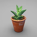 Potted Plant With Green And White Striped Leaves In Orange Terracotta Pot