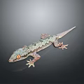Gecko Reptile With Orange Eyes And Green Gray Scales On Dark Background
