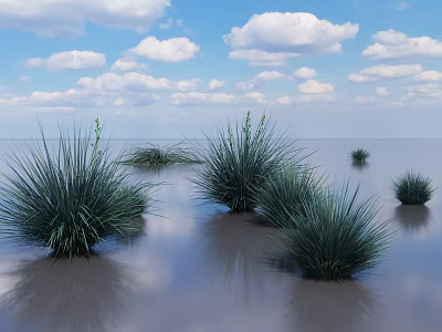 Green Grass Growing in Water Area Under Blue Sky and White Clouds 3d model