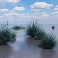 Green Grass Growing in Water Area Under Blue Sky and White Clouds