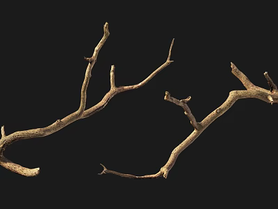Natural Wood Branches as Decorative Elements for Interior Design Projects 3d model