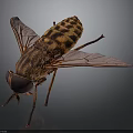 Detailed Striped Fly With Transparent Wings And Compound Eyes On Dark Background