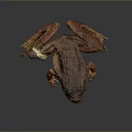 Detailed 3D Frog Model Displaying Organ Structures And Skin Texture Features