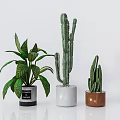 Indoor Potted Plants With Leafy Plant Tall And Small Cacti In Black White Brown Pots