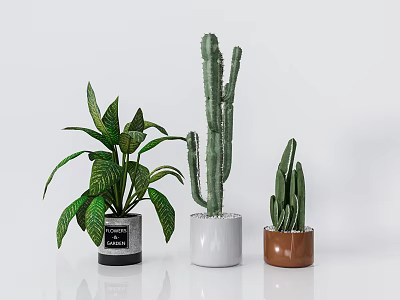 Indoor Potted Plants With Leafy Plant Tall And Small Cacti In Black White Brown Pots 3d model