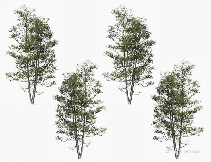 Tall Arbor Trees With Lush Green Foliage And Straight Trunks 3d model 