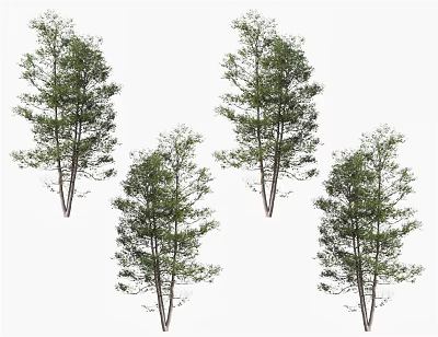 Tall Arbor Trees With Lush Green Foliage And Straight Trunks 3d model