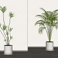 Indoor Bonsai Potted Plants With Green Leaves In White Pots On Wooden Floor