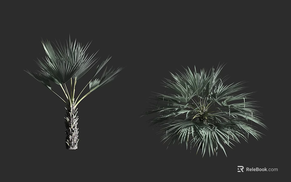 Palm Trees With Single Trunk And Clustered Lush Fan Shaped Leaves 3d model 